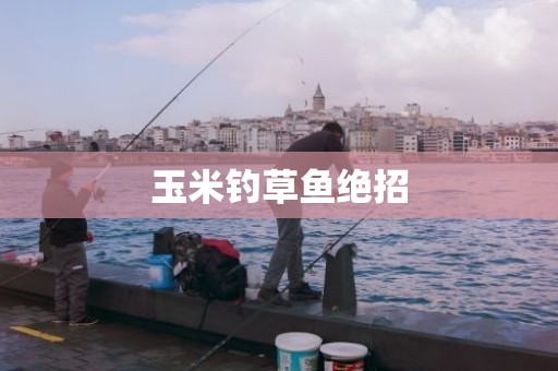 玉米钓草鱼绝招