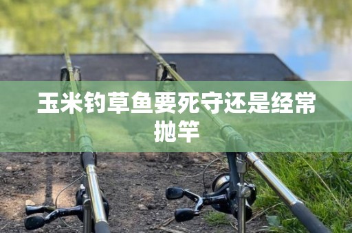 玉米钓草鱼要死守还是经常抛竿