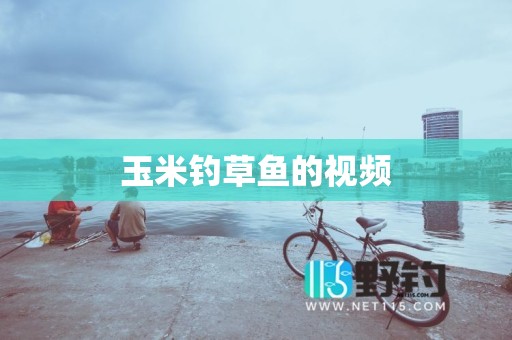玉米钓草鱼的视频