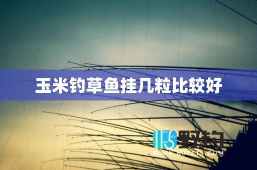 玉米钓草鱼挂几粒比较好