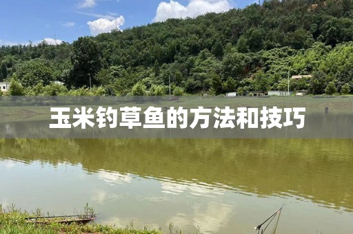玉米钓草鱼的方法和技巧