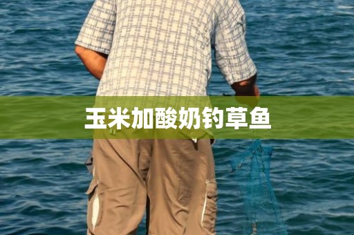 玉米加酸奶钓草鱼
