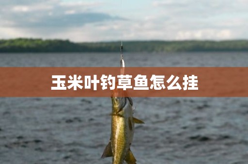 玉米叶钓草鱼怎么挂