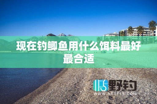 现在钓鲫鱼用什么饵料最好最合适