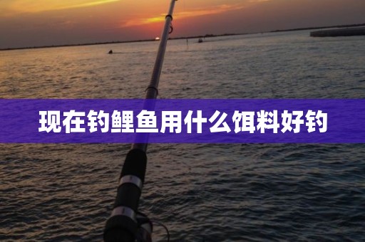 现在钓鲤鱼用什么饵料好钓