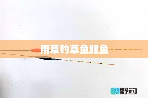 用草钓草鱼鲤鱼