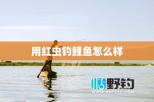 用红虫钓鲤鱼怎么样