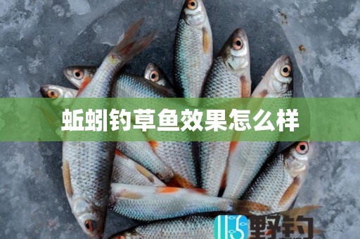 蚯蚓钓草鱼效果怎么样