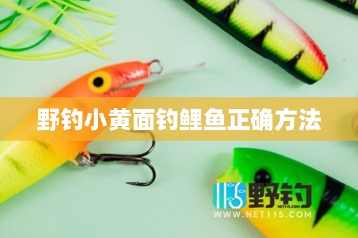 野钓小黄面钓鲤鱼正确方法