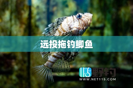 远投拖钓鲫鱼