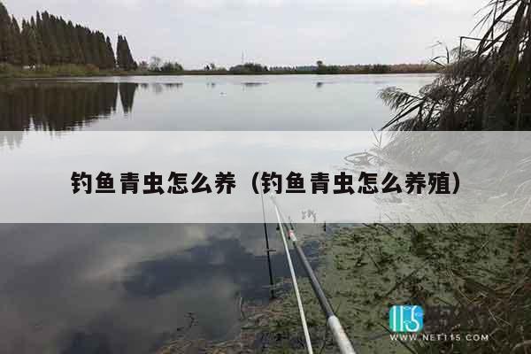 钓鱼青虫怎么养（钓鱼青虫怎么养殖）