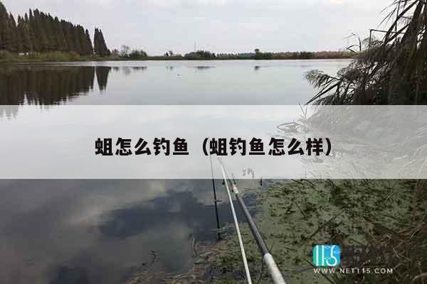 蛆怎么钓鱼（蛆钓鱼怎么样）