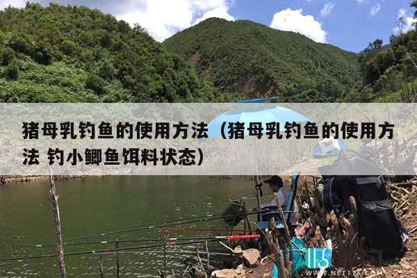 猪母乳钓鱼的使用方法（猪母乳钓鱼的使用方法 钓小鲫鱼饵料状态）