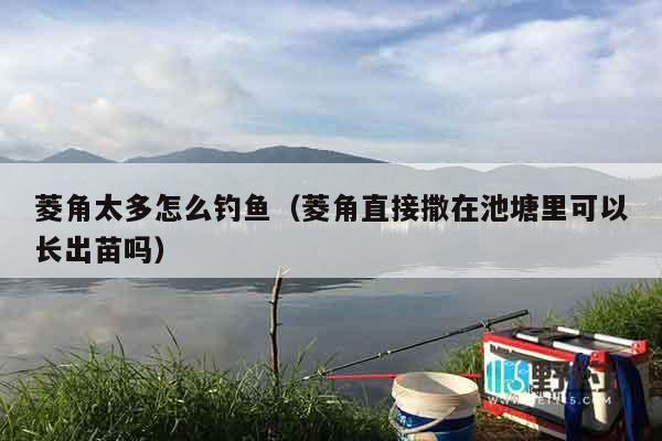 菱角太多怎么钓鱼（菱角直接撒在池塘里可以长出苗吗）