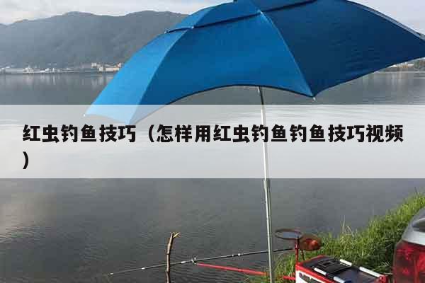 红虫钓鱼技巧（怎样用红虫钓鱼钓鱼技巧视频）