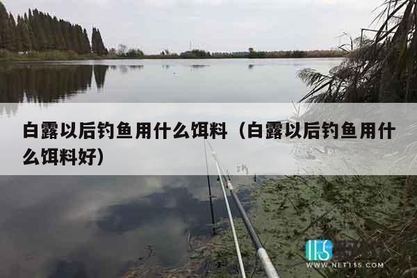 白露以后钓鱼用什么饵料（白露以后钓鱼用什么饵料好）