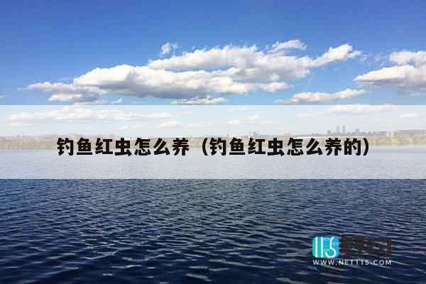 钓鱼红虫怎么养（钓鱼红虫怎么养的）