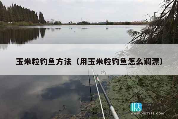 玉米粒钓鱼方法（用玉米粒钓鱼怎么调漂）