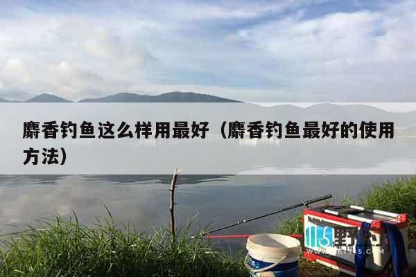麝香钓鱼这么样用最好（麝香钓鱼最好的使用方法）