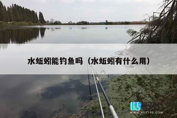 水蚯蚓能钓鱼吗（水蚯蚓有什么用）