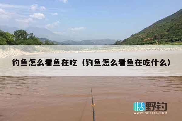 钓鱼怎么看鱼在吃（钓鱼怎么看鱼在吃什么）