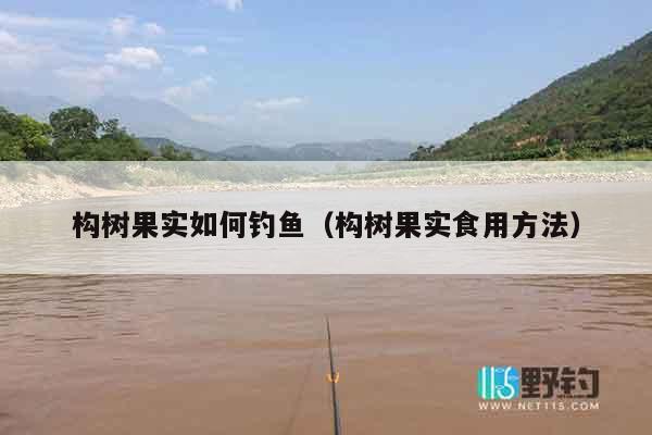 构树果实如何钓鱼（构树果实食用方法）