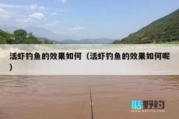 活虾钓鱼的效果如何（活虾钓鱼的效果如何呢）