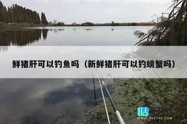 鲜猪肝可以钓鱼吗（新鲜猪肝可以钓螃蟹吗）