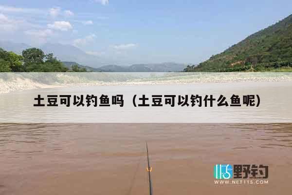 土豆可以钓鱼吗（土豆可以钓什么鱼呢）