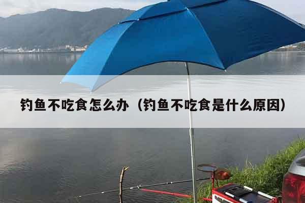 钓鱼不吃食怎么办（钓鱼不吃食是什么原因）
