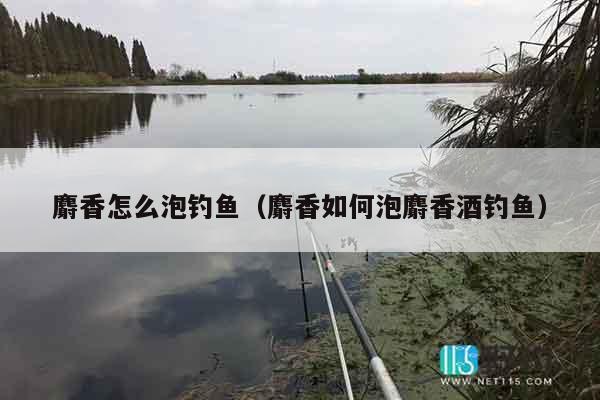 麝香怎么泡钓鱼（麝香如何泡麝香酒钓鱼）