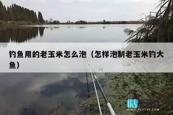 钓鱼用的老玉米怎么泡（怎样泡制老玉米钓大鱼）