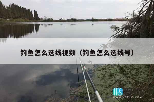 钓鱼怎么选线视频（钓鱼怎么选线号）