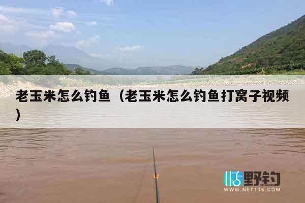 老玉米怎么钓鱼（老玉米怎么钓鱼打窝子视频）