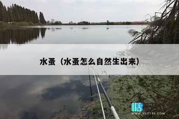 水蚤（水蚤怎么自然生出来）