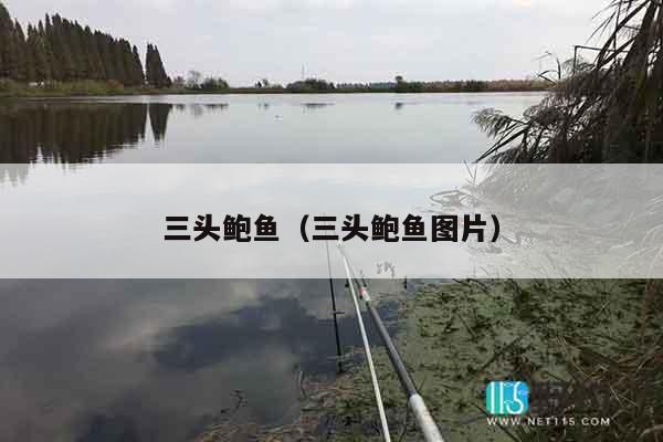三头鲍鱼（三头鲍鱼图片）