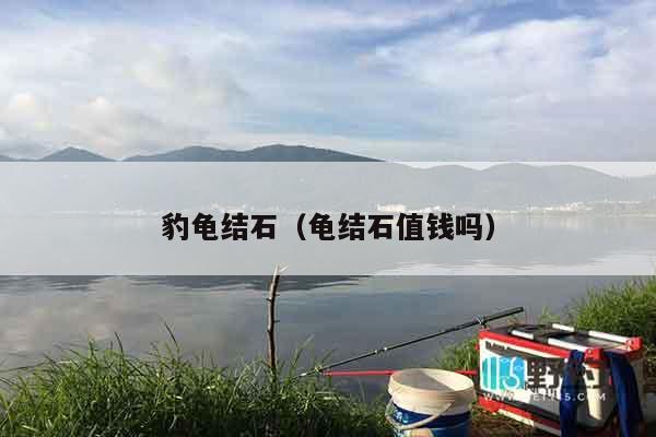 豹龟结石（龟结石值钱吗）