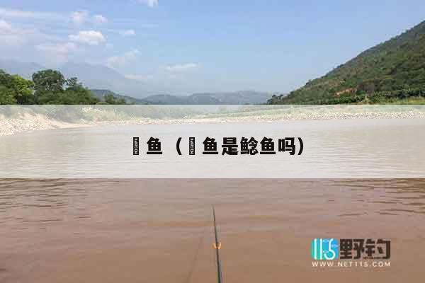 鮰鱼（鮰鱼是鲶鱼吗）