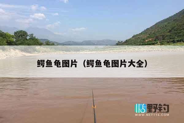 鳄鱼龟图片（鳄鱼龟图片大全）