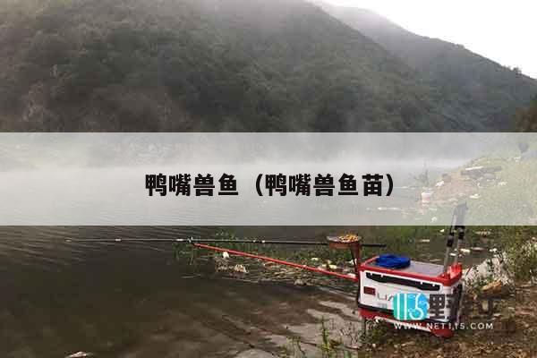 鸭嘴兽鱼（鸭嘴兽鱼苗）