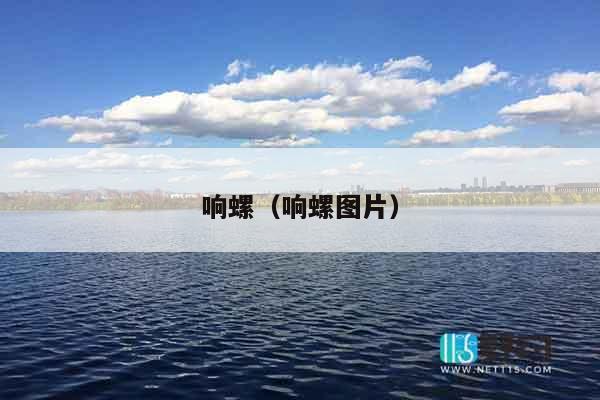 响螺（响螺图片）