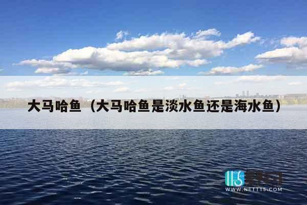 大马哈鱼（大马哈鱼是淡水鱼还是海水鱼）