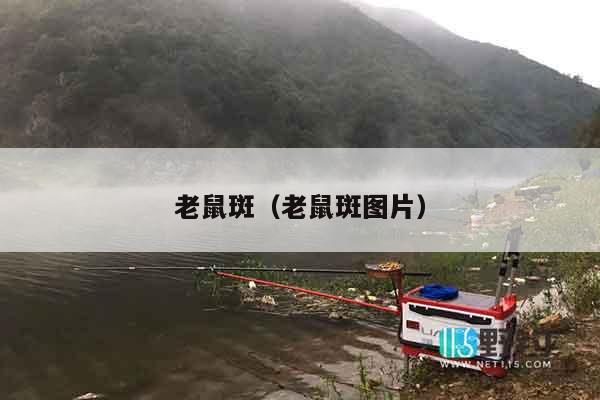 老鼠斑（老鼠斑图片）