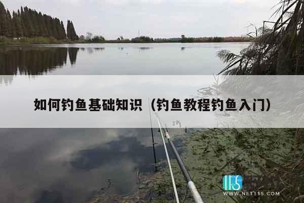 如何钓鱼基础知识（钓鱼教程钓鱼入门）