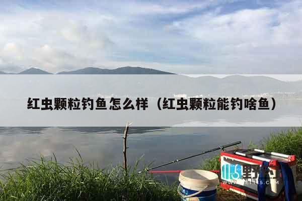 红虫颗粒钓鱼怎么样（红虫颗粒能钓啥鱼）