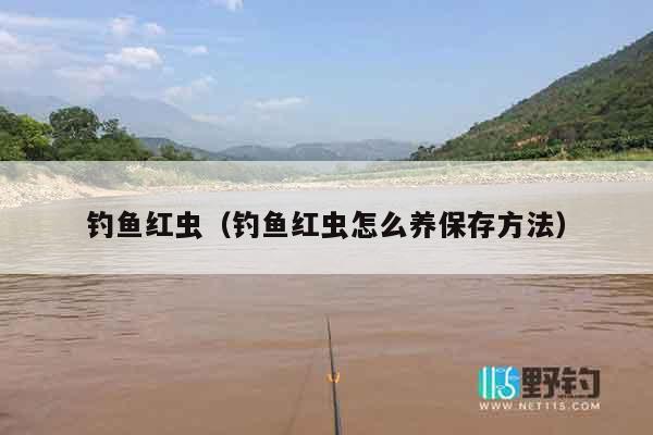 钓鱼红虫（钓鱼红虫怎么养保存方法）