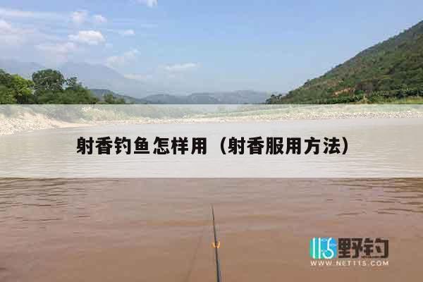 射香钓鱼怎样用（射香服用方法）