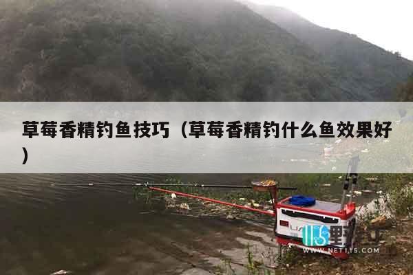 草莓香精钓鱼技巧（草莓香精钓什么鱼效果好）