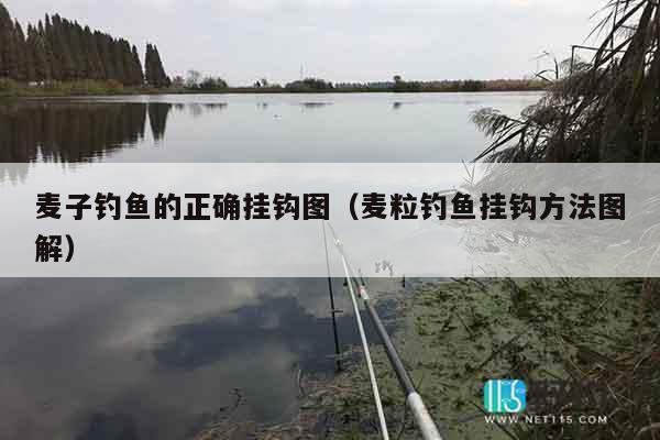 麦子钓鱼的正确挂钩图（麦粒钓鱼挂钩方法图解）