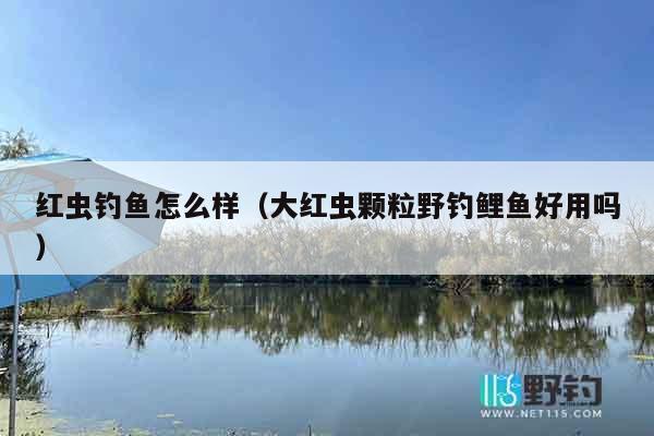 红虫钓鱼怎么样（大红虫颗粒野钓鲤鱼好用吗）